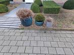 Planten, Tuin en Terras, Planten | Tuinplanten, Ophalen, Vaste plant, Siergrassen, Halfschaduw