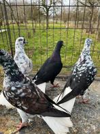Syriche mzhar X nawre, Animaux & Accessoires, Oiseaux | Pigeons