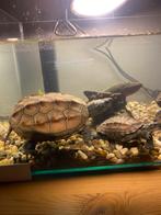 2 waterschildpadden (Mauremys Reevesi) + toebehoren te koop, Tortue, 0 à 2 ans