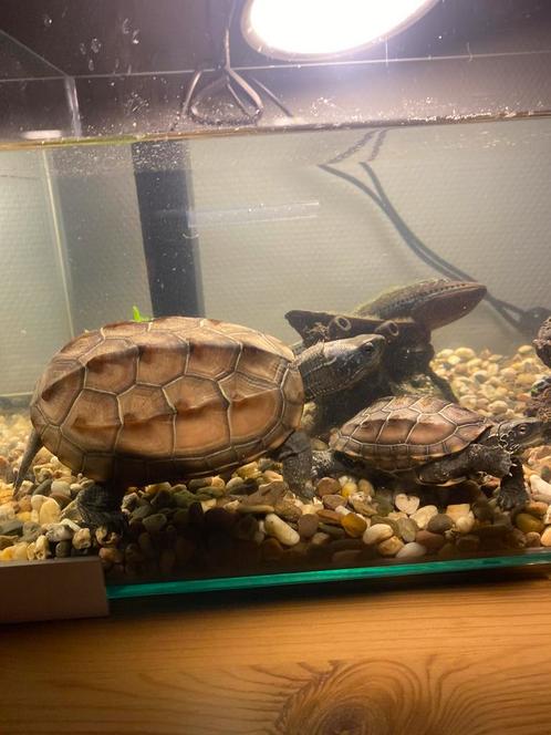 2 waterschildpadden (Mauremys Reevesi) + toebehoren te koop, Animaux & Accessoires, Reptiles & Amphibiens, Tortue, 0 à 2 ans