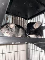 À vendre : 2 chinchillas inséparables avec cage, Dieren en Toebehoren, Knaagdieren, Chinchilla, Januari, Meerdere dieren, Tam