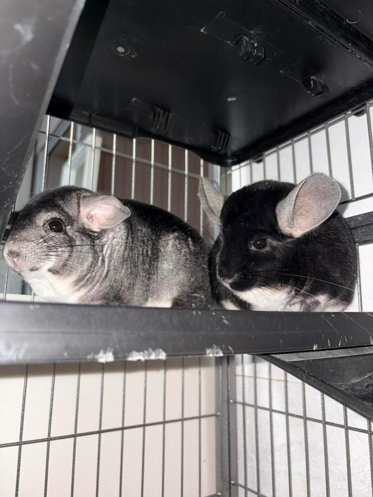 À vendre : 2 chinchillas inséparables avec cage, Dieren en Toebehoren, Knaagdieren, Meerdere dieren, Chinchilla, Januari, Tam