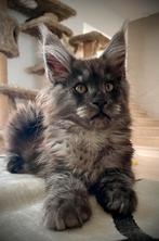 Maine Coon Kittens beschikbaar, Dieren en Toebehoren, Meerdere dieren, 0 tot 2 jaar, Met stamboom