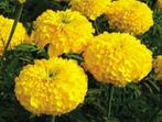 semences de grosse tagetes jaune, Ophalen of Verzenden, Voorjaar, Volle zon, Zaad
