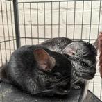 Chinchilla, Animaux & Accessoires, Rongeurs, Chinchilla