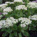 Planten Sedum spectabile "stardust", Volle zon, Vaste plant, Herfst, Ophalen