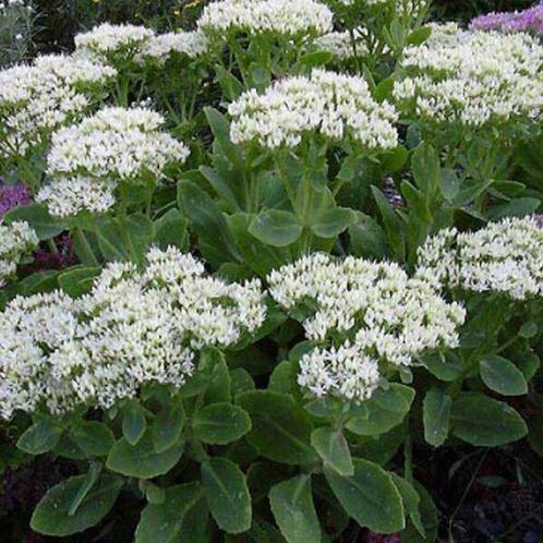 Planten Sedum spectabile "stardust", Tuin en Terras, Planten | Tuinplanten, Vaste plant, Overige soorten, Volle zon, Herfst, Ophalen