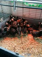 kuikens mechelse koekoek 100% haantjes 1 week oud 0499082381, Dieren en Toebehoren, Mannelijk, Kip
