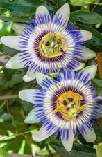 Zaden van Passiflora caer. oogst 2025, Ophalen of Verzenden, Gehele jaar, Zaad