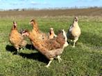 Cream Legbar baby kuikens hennetjes, gesekst en ingeënt, Dieren en Toebehoren, Pluimvee, Vrouwelijk, Kip
