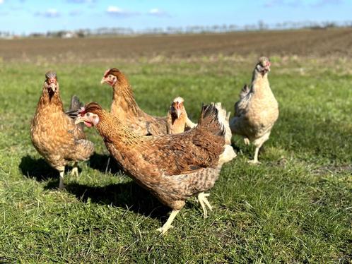 Cream Legbar baby kuikens hennetjes, gesekst en ingeënt, Dieren en Toebehoren, Pluimvee, Kip, Vrouwelijk