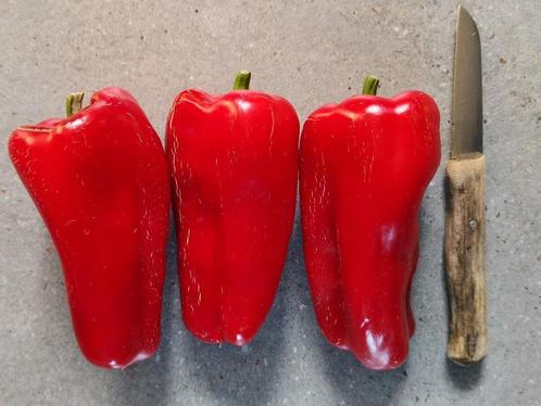 Red Giant paprika - 5 zaden, Tuin en Terras, Bloembollen en Zaden, Zaad, Voorjaar, Volle zon, Verzenden