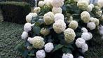Hortensia annabelle in pot, Tuin en Terras, Ophalen, Lente