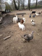 Dwerg geitjed, Dieren en Toebehoren, Pluimvee