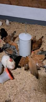 Cochin kriel en zweedse bloemenkip, Dieren en Toebehoren, Pluimvee