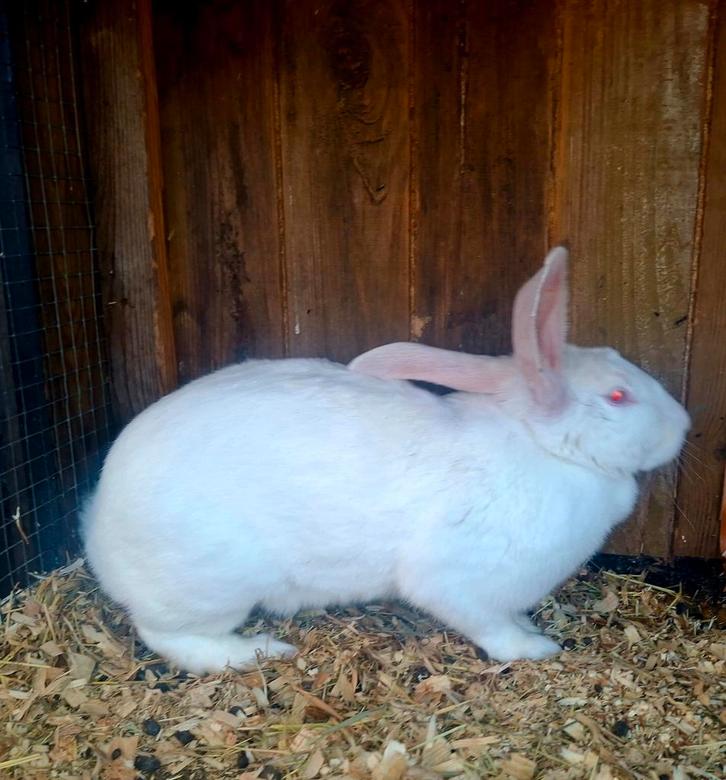 Jonge voedster, Dieren en Toebehoren, Konijnen