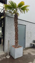 3x Winterharde Palmboom +3m, Tuin en Terras, Ophalen, In pot, Palmboom, 100 tot 250 cm
