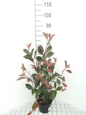 Photinia in pot / Glansmispel, Tuin en Terras, Planten | Struiken en Hagen, Ophalen