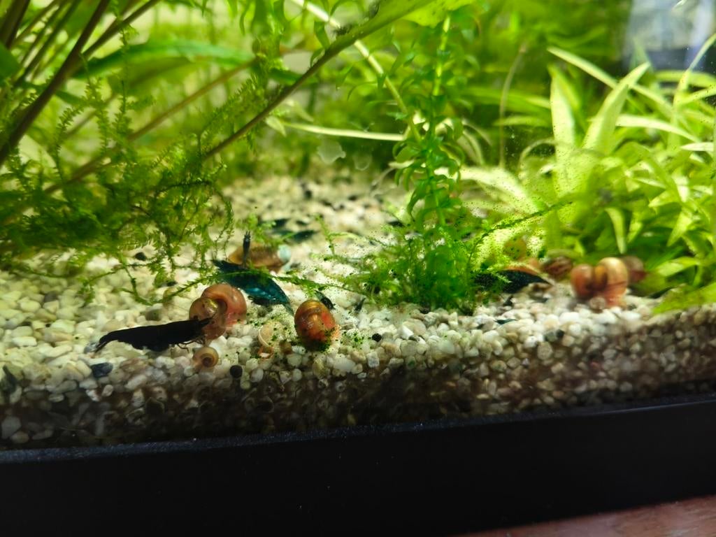 Crevette bleu velvet