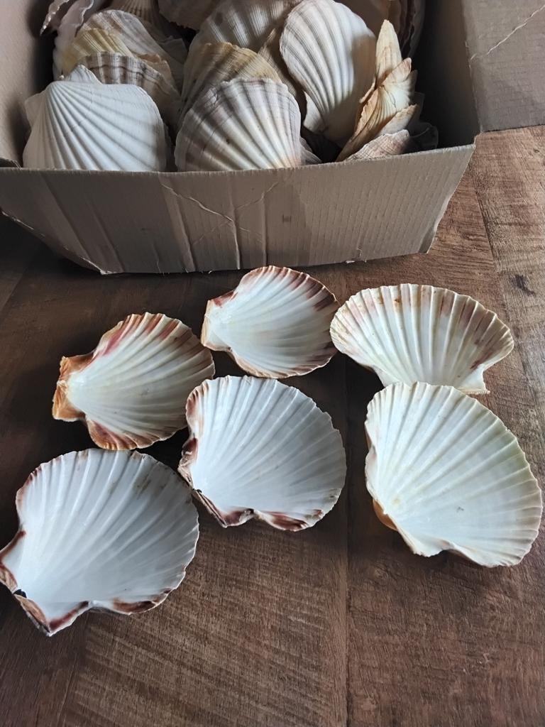 Schelpen, st jacobsschelpen, lot 20 stuks, Ophalen