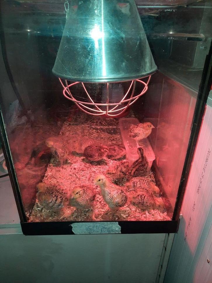 Eieren kuikens kwartel jumbo, Dieren en Toebehoren, Pluimvee | Toebehoren, Overige typen, Ophalen