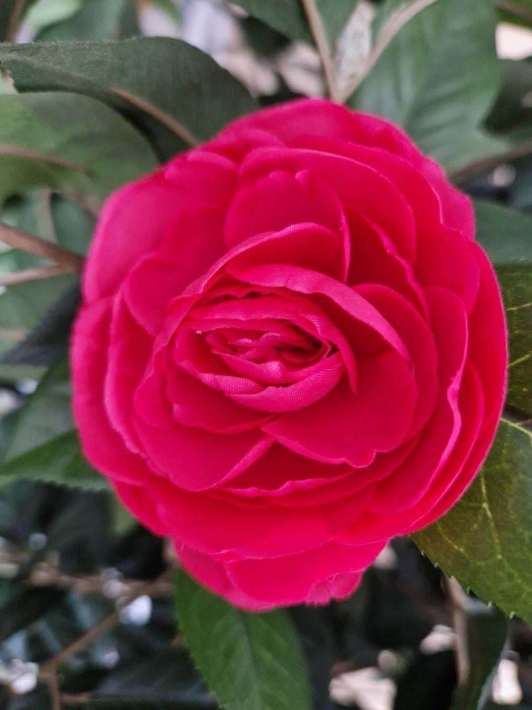 Rozenstruik, Ophalen of Verzenden