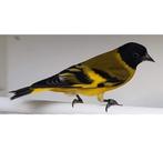 zwartkopsijzen / mangallaan sijs, Dieren en Toebehoren, Mannelijk, Wildzangvogel, Geringd