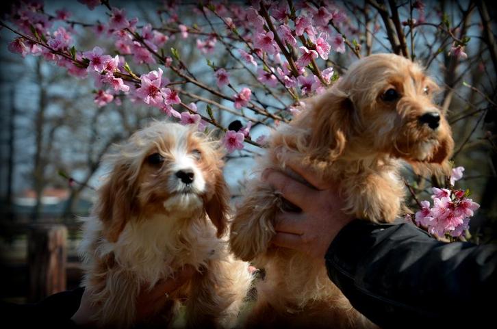 Cavapoo pups, Dieren en Toebehoren, Honden | Chihuahua's en Gezelschapshonden, Meerdere dieren, Overige rassen, Fokker | Professioneel