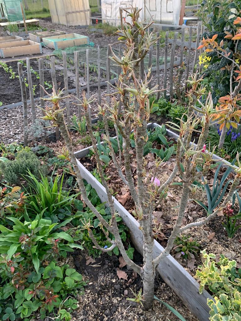 Peer boom, Ophalen, Lente, Volle zon, Perenboom