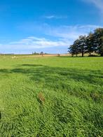 Weidegrond processiestraat aarsele