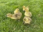 Toulouse gans kuikens beschikbaar, Dieren en Toebehoren, Pluimvee