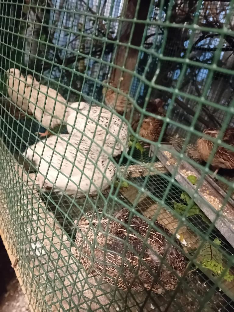 Japanse kwartels kijk beschrijving, Enlèvement, Comme neuf