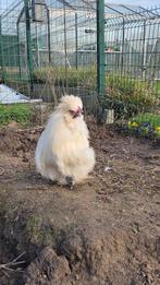 2 hanen zijdehoenders, Dieren en Toebehoren