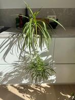 Graslelie met terracotta pot, Huis en Inrichting, Kamerplanten, Ophalen