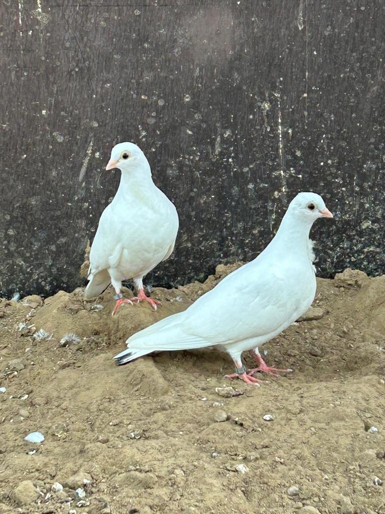 Een witte duivjes l, Dieren en Toebehoren