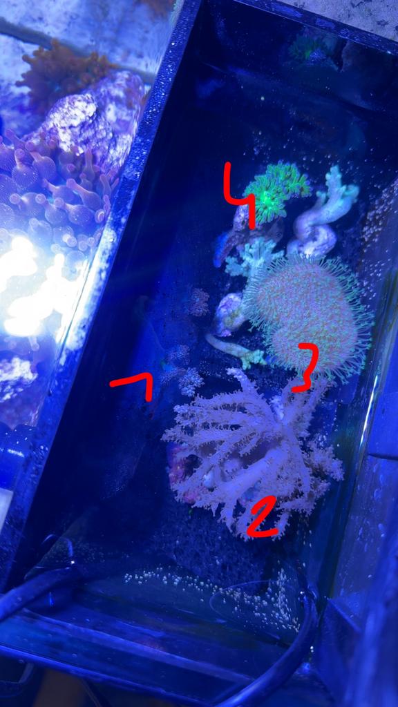 Koraal, Dieren en Toebehoren