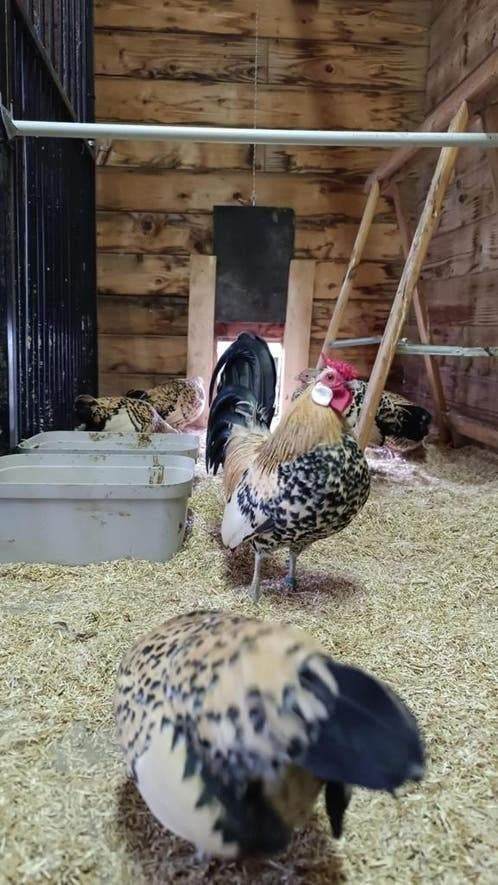 Broedeieren Java kriel citroen porselein, Kip