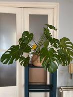 Grande Monstera, Maison & Meubles, Enlèvement