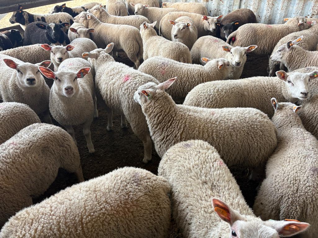 62 ooien, Dieren en Toebehoren, Vrouwelijk, Schaap, 0 tot 2 jaar