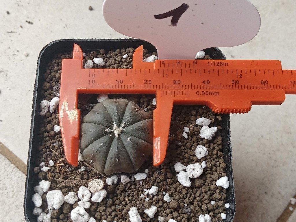 astrophytum asterias purple skin, Ophalen, Minder dan 100 cm, In pot, Cactus