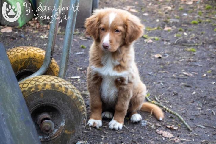 toller pups, beide ouders zijn aanwezig, Dieren en Toebehoren, Honden | Retrievers, Spaniëls en Waterhonden, Reu, Overige rassen