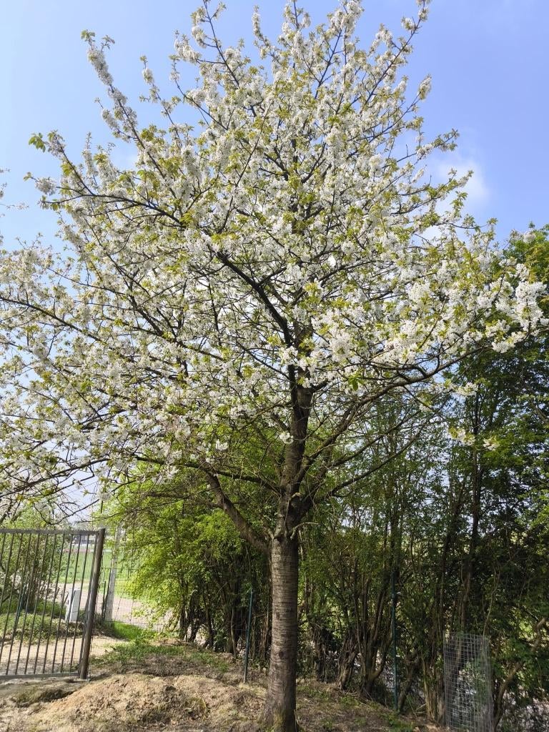 Landbouwgrond met fruitbomen – Borgloon (Weg op Berlingen), Ophalen, Tot 1 ha, Cultuurgrond