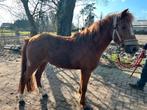 Leuke 3 jarige pony, Dieren en Toebehoren, Pony's, B