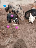 Gottinger biggen, Dieren en Toebehoren, Pluimvee