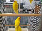 4x Roodvoorhoofd kakariki, Plusieurs animaux, Perruche, Bagué
