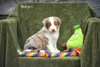 Prachtige Chocolat Tan Merle Border Collie pups, Colley, Plusieurs, Hépatite contagieuse (maladie de Rubarth), Belgique