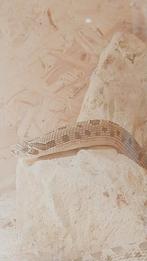 Mannelijke haakneusslang, Dieren en Toebehoren, Slang