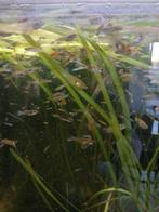 aquarium, Enlèvement