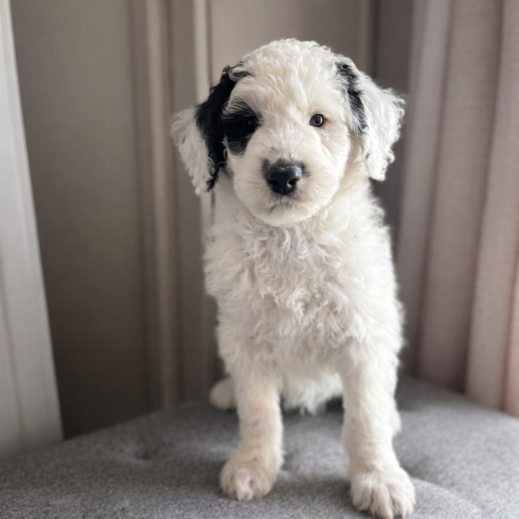 Lieve Bordoodle pups ( border cookie x poedel), Dieren en Toebehoren, Parvo, België, Overige rassen, 8 tot 15 weken