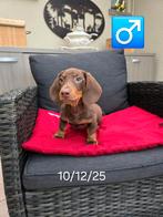 beaux chiots teckel à poil court, Animaux & Accessoires, 15 semaines à 1 an, Poils courts, Chien (mâle), Hépatite contagieuse (maladie de Rubarth)